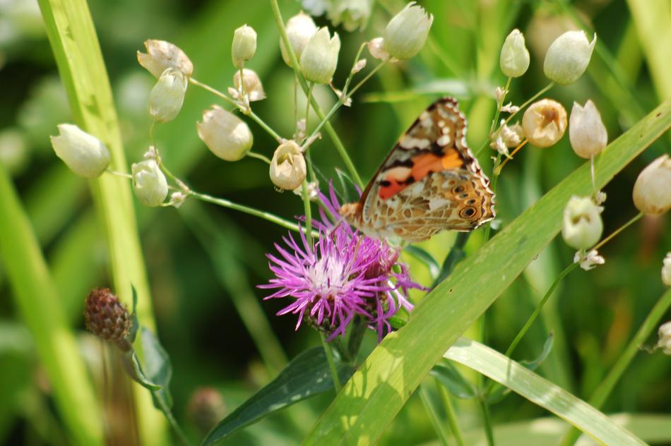 Ali Butterfly Insect