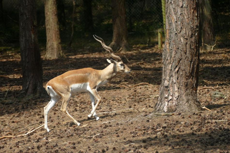 Deer Mammal Fauna
