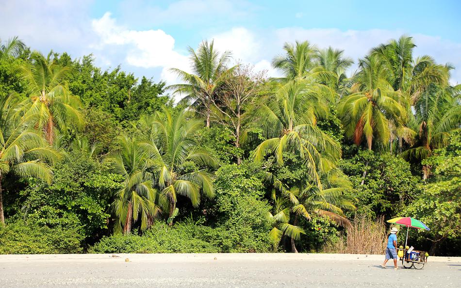 Beach Palm Trees Vacations