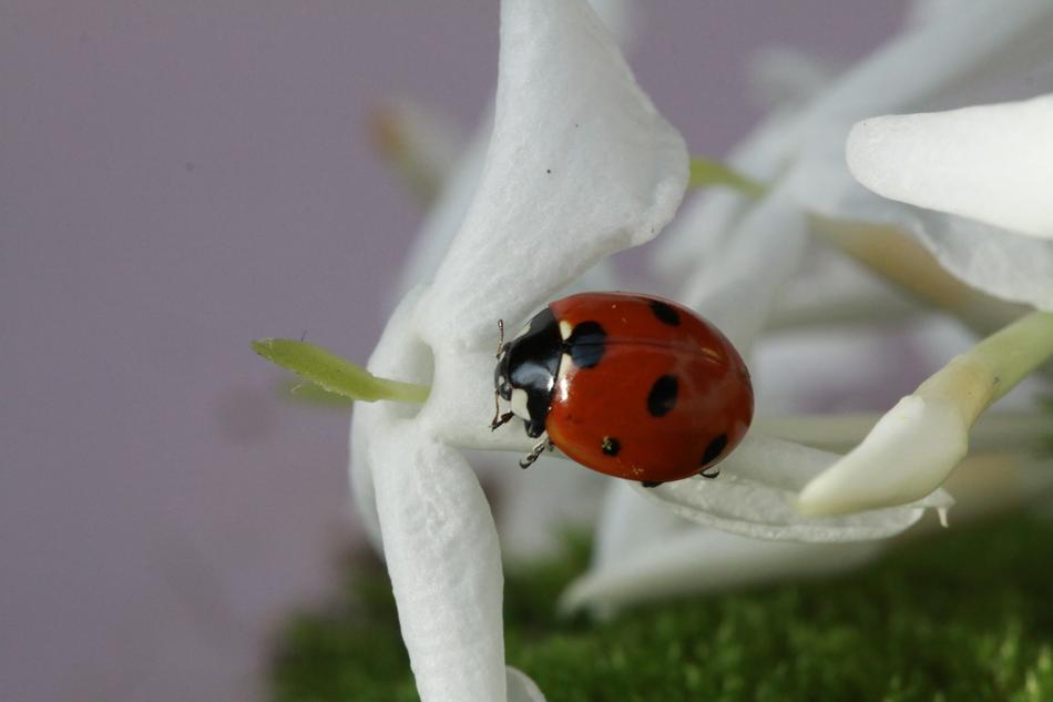 Ladybug Insect Spring