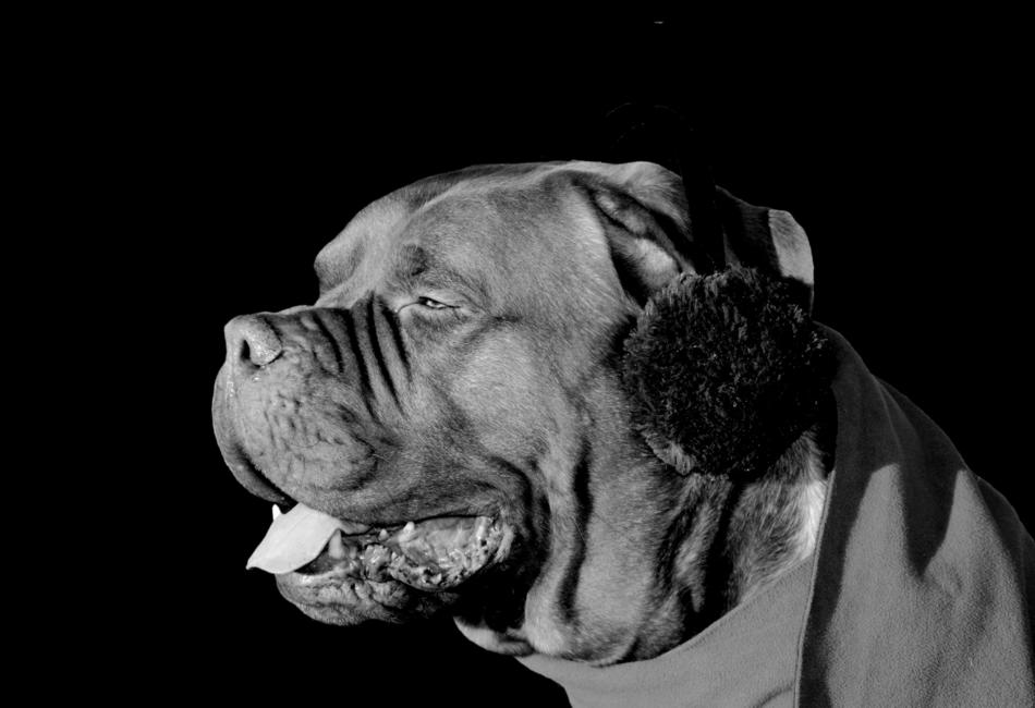big dog with headphones