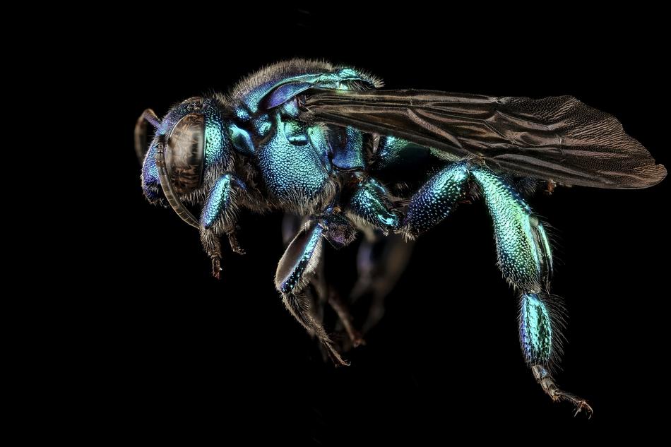 shiny fly on a black background