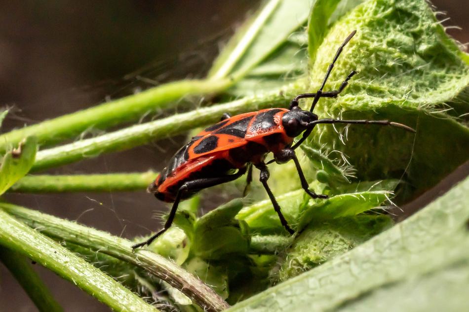 Macro Insect Nature Close