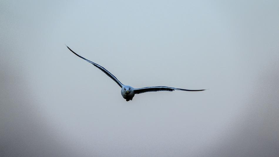Seagull Bird Sky