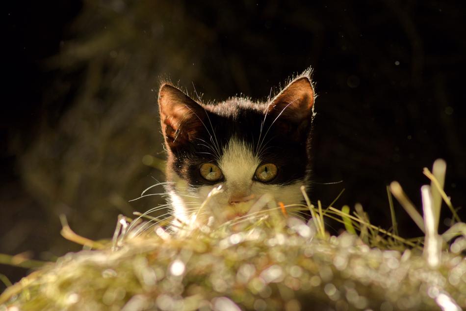 Cat View Pet