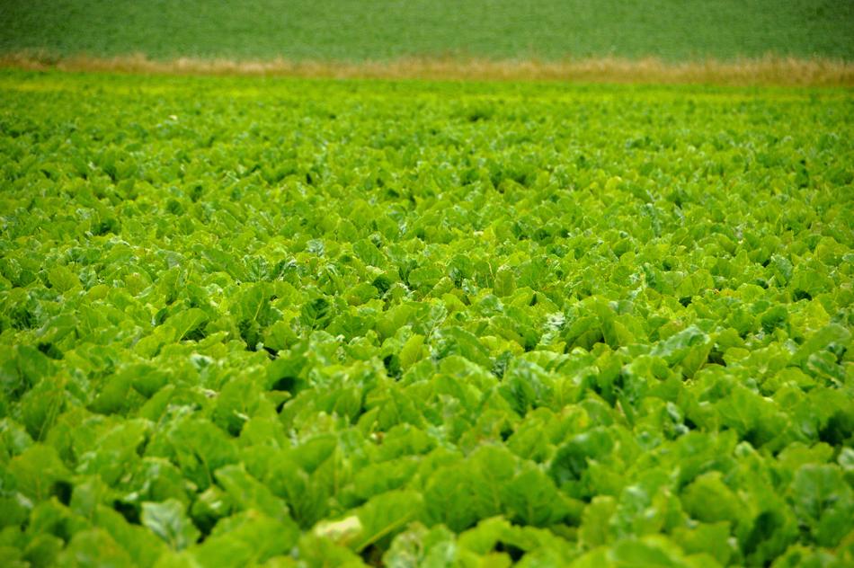 flowering plants in the field