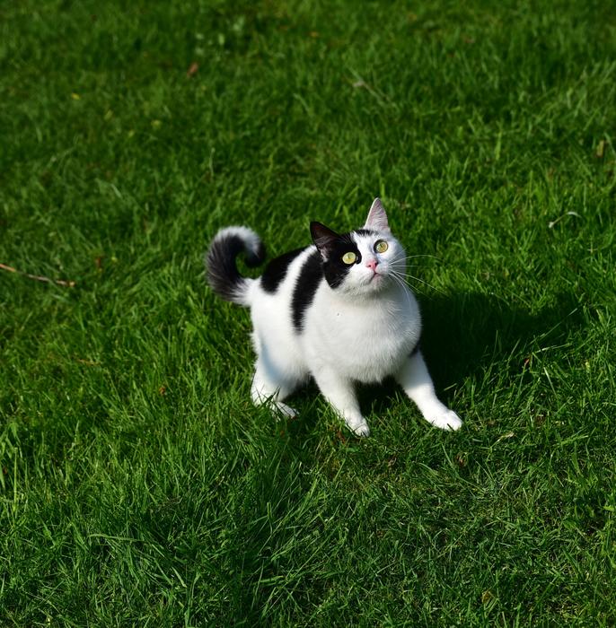 Cat Play Pet