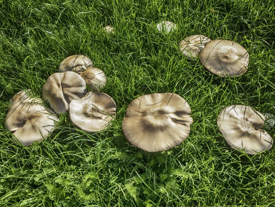raw porcini mushrooms on grass