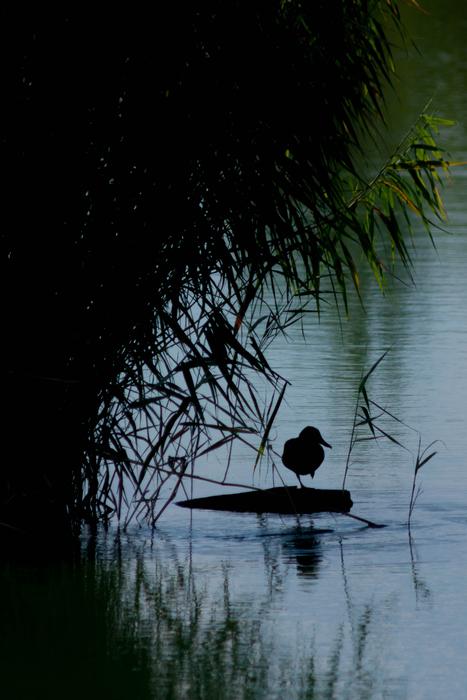 Duck Lake Bird Yin
