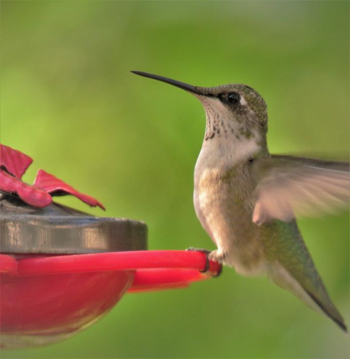 Bird Hummingbird Close Up