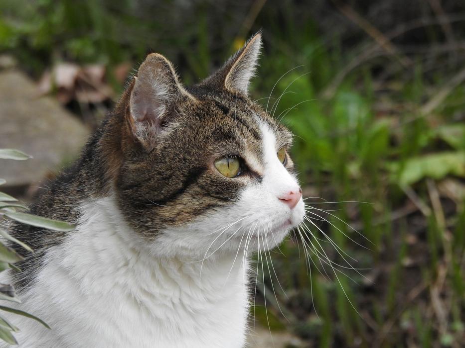 Cat Portrait Face