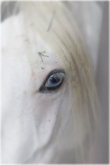 Horse Eye Animal
