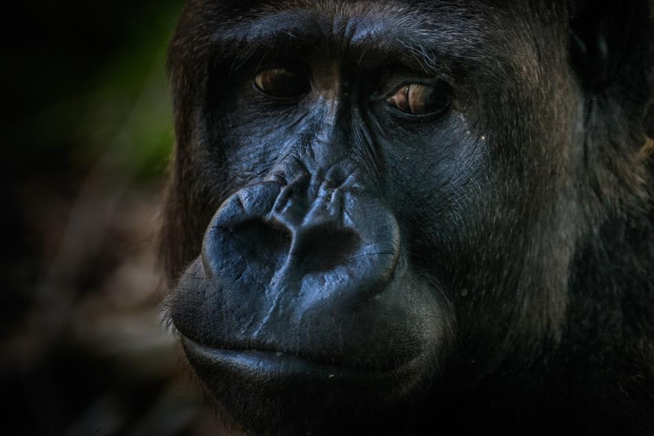 Gorilla Monkey Zoo
