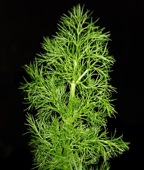 green salad