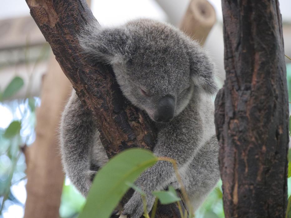 Koala Animal Australia