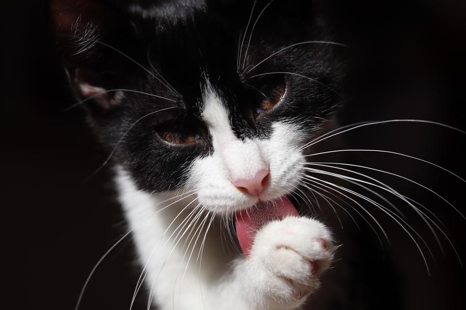 Cat Pet Animal Domestic