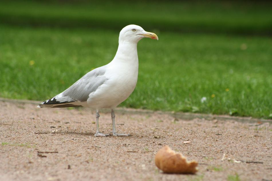 Seagull Gull White