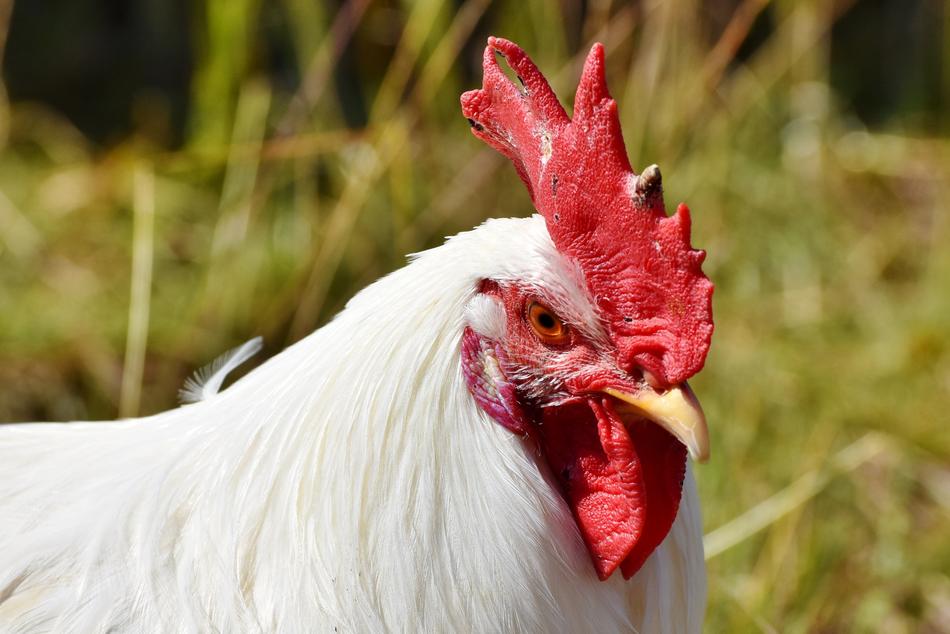 Hahn Crow Poultry