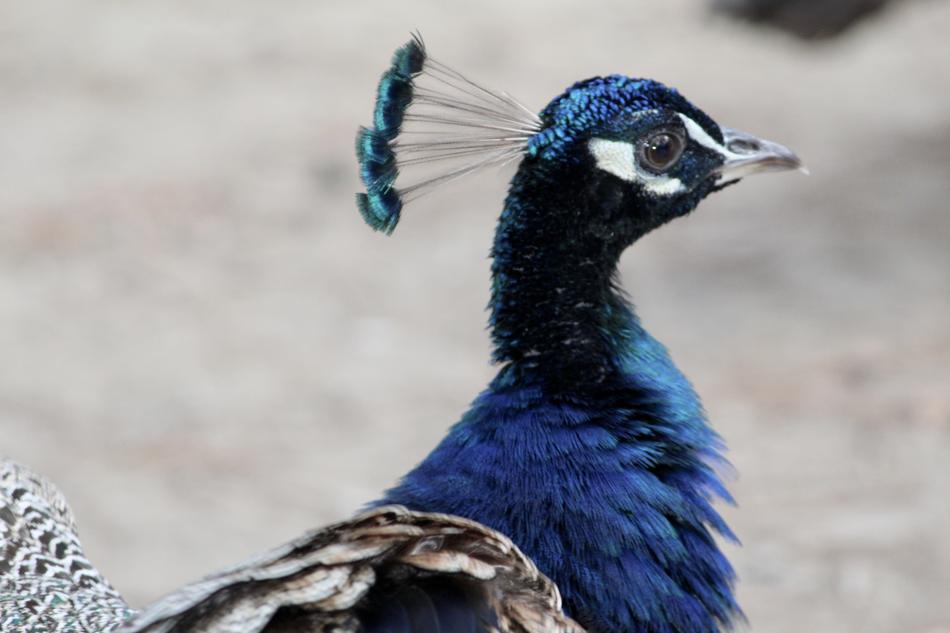 blue Peacock Bird Animal