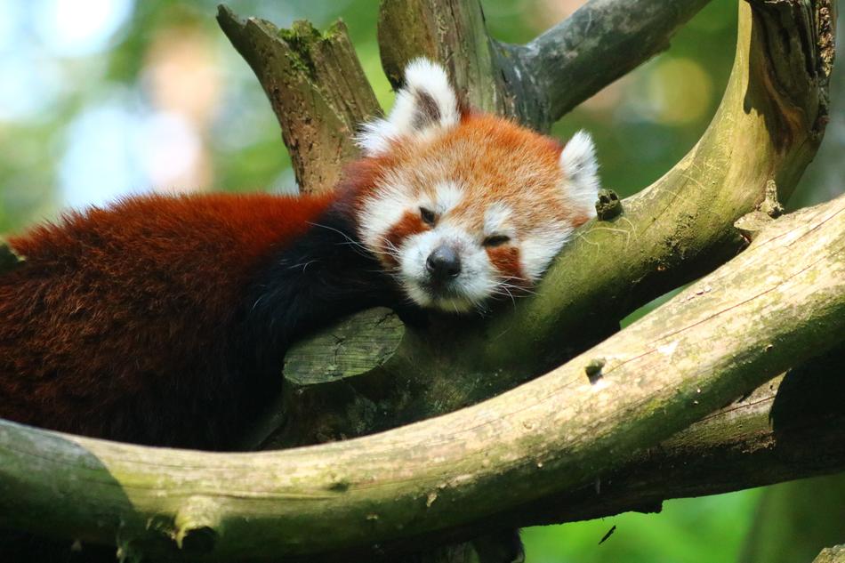 red panda resting on a tree branch