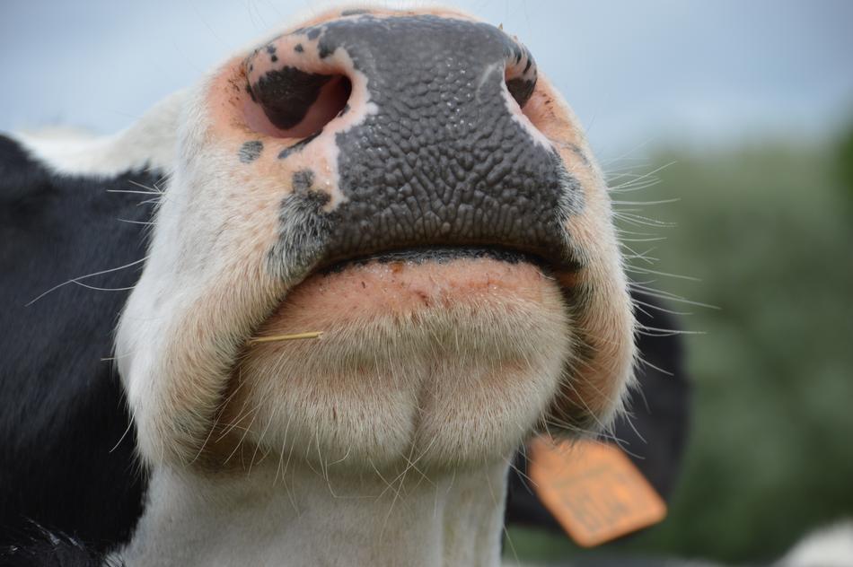 Have A Nose Humor Nostrils
