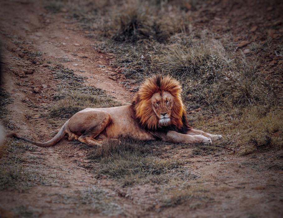 Lion Animal Safari