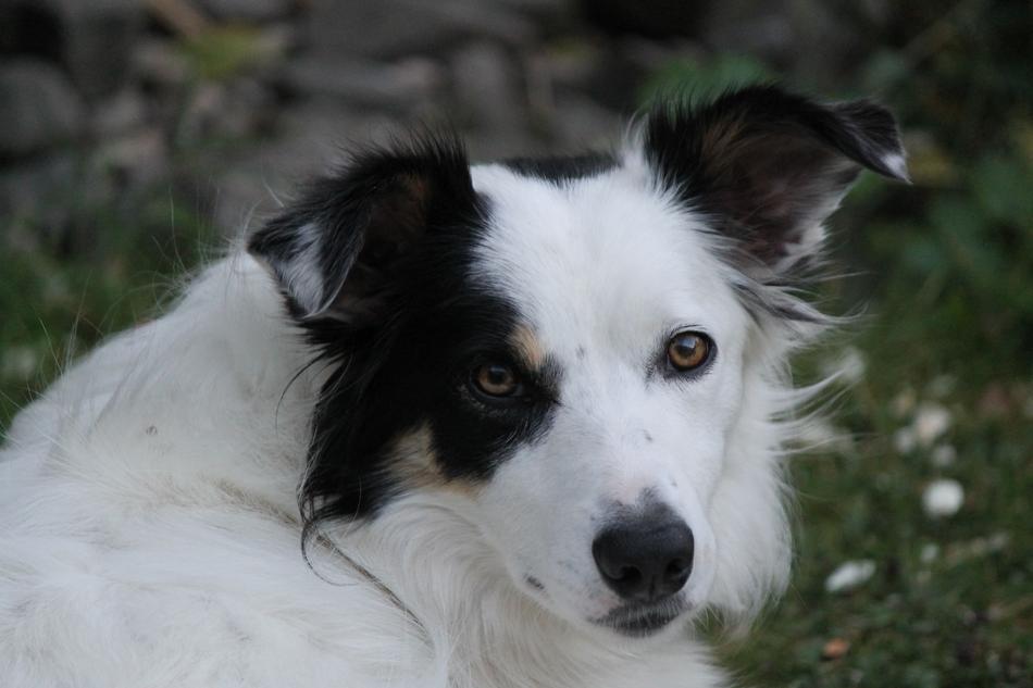Border Collie Dog Pet