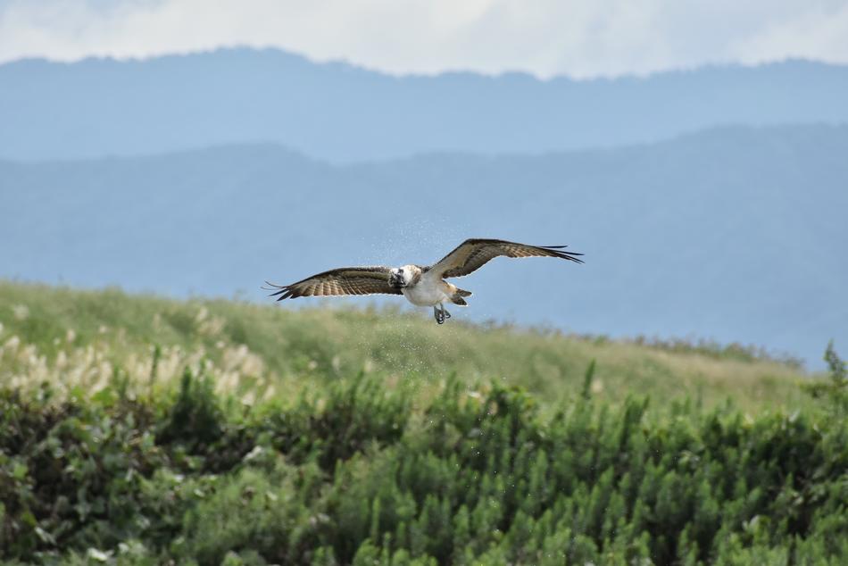 Animal River Grass
