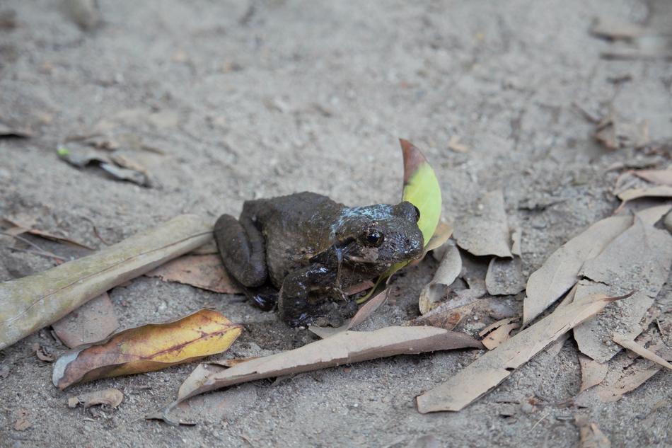 Toad Close Up Animal