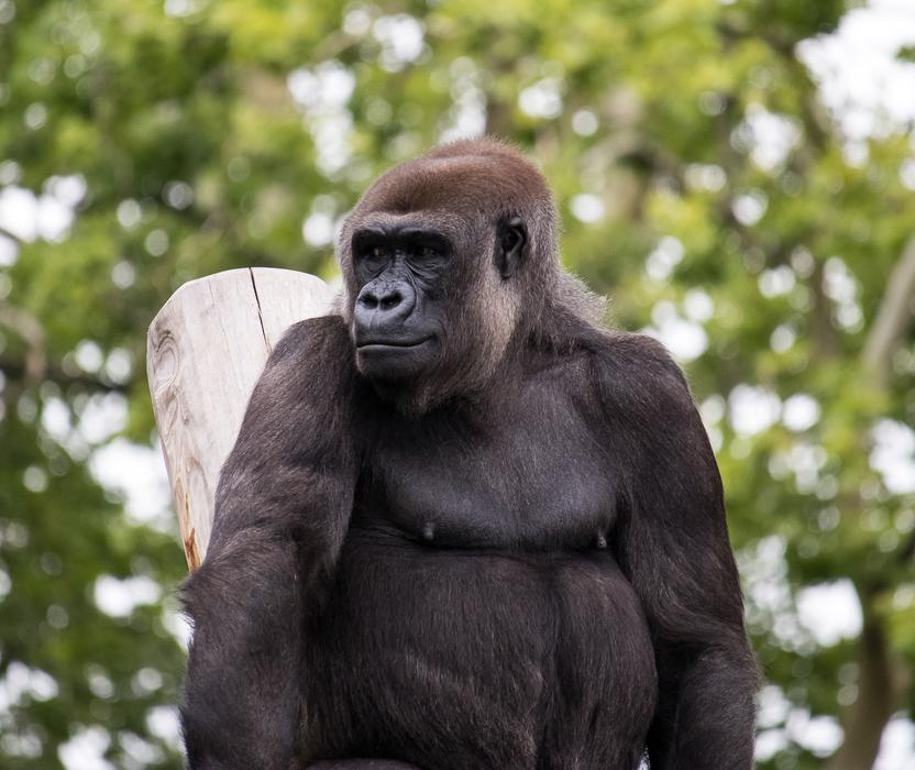 Gorilla Monkey Mammal