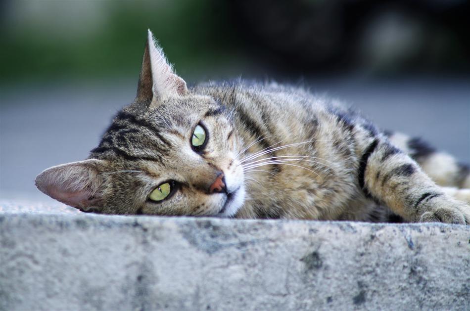 Cat European Calico Stray