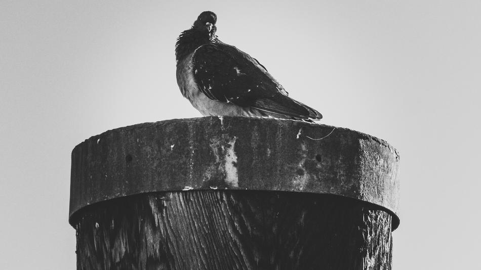 City Pigeon Lake Constance Port
