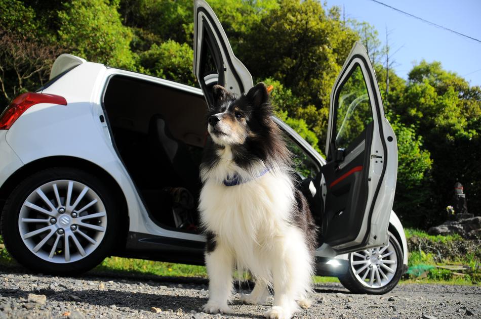 Dog Car The