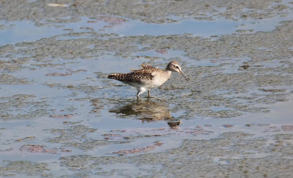 Bird Wild Wildlife