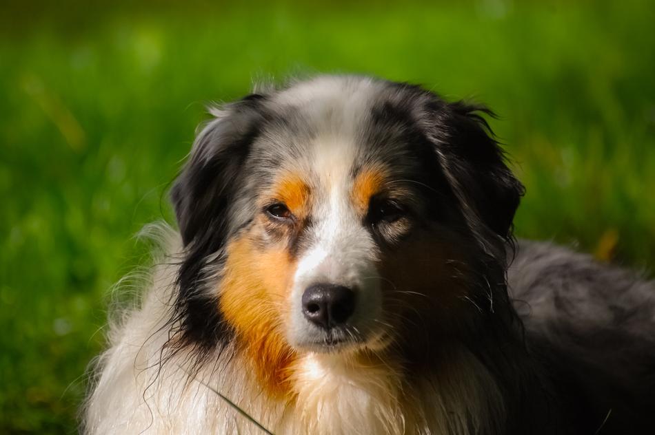 Dog Berger Australian