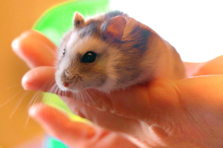 Hamster Pet Rodent