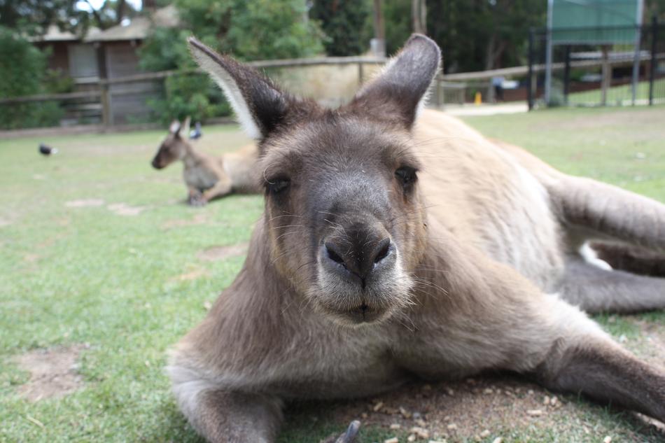 Australia Animal World