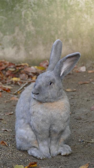 Rabbit Rodent Animal