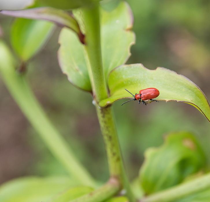 Fire Beetle Insect
