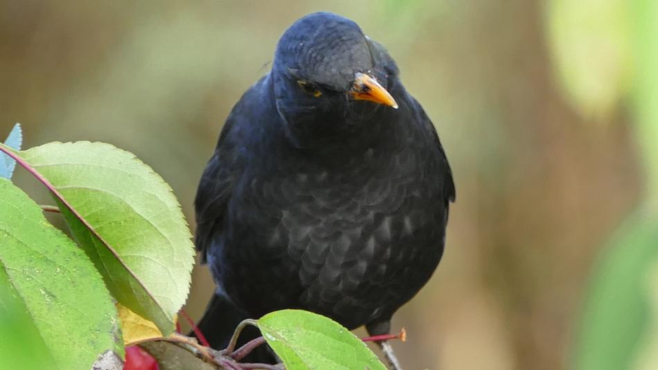 black bird on a branch in the garden