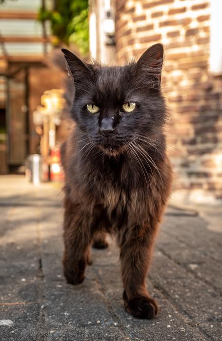 Domestic Pet Cat