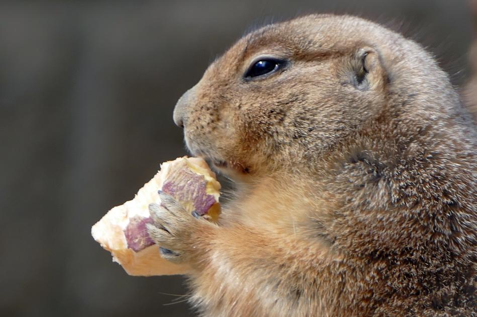 Prairie Dog Animal Desert