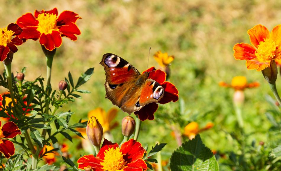 Butterfly Color Spring