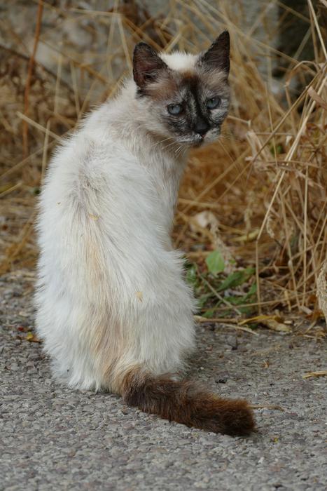 Cat Mammal Pet