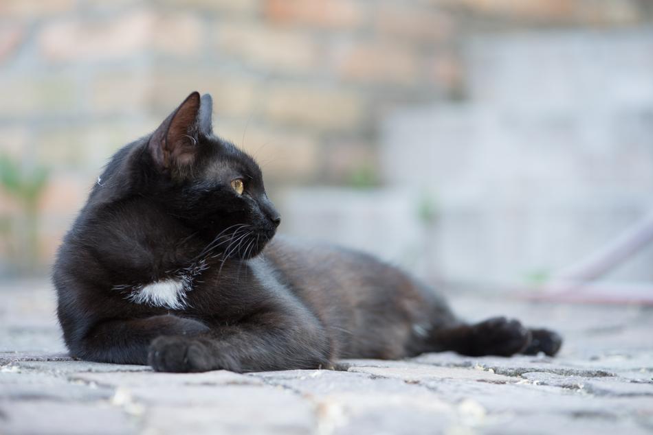 Domestic Cat Black Kitten