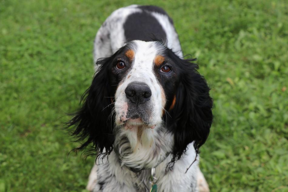 English Setter Dog
