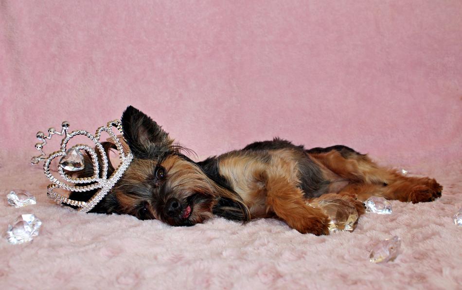 Yorkshire Terrier Dog Crown