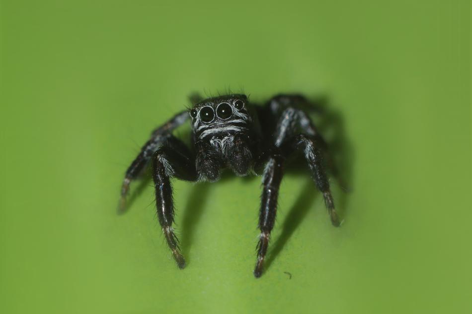 Spider Macro Insect