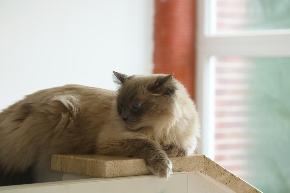 Cat Lying Relax