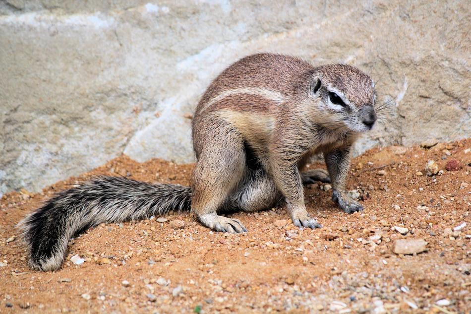 The Squirrel A Called